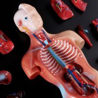 Uni Human Torso Body Anatomy Anatomical Model Internal Organs Skeleton Greys Skeletal System For Teaching