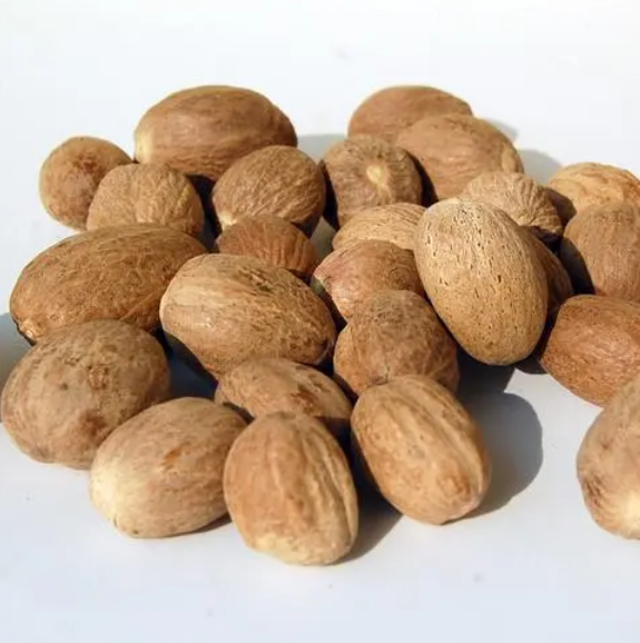 Nutmeg tree seed ,Plant spice,Easy to grow Lazada PH
