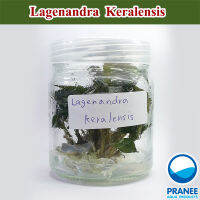 Lagenandra Keralensis (เรเจนนันดร้า) เนื้อเยื่อ