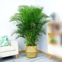 [COD] Large-scale green plant tropical big-leaf loose-tailed sunflower phoenix bamboo large room living office potted