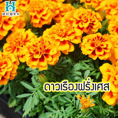 🌸 ดาวเรืองฝรั่งเศส🌈 100 เมล็ด ดอกไม้ 🌸 ทนต่อสภาพอากาศร้อน homes