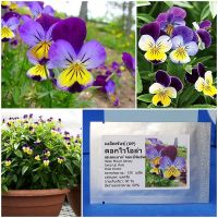 เมล็ดพันธุ์ ดอกไวโอล่า เฮเลนเมาท์ จอนนี่จัมอัพ Helen Mount Johnny Jump Up Viola Seed 100 เมล็ด คุณภาพดี ราคาถูก ของแท้