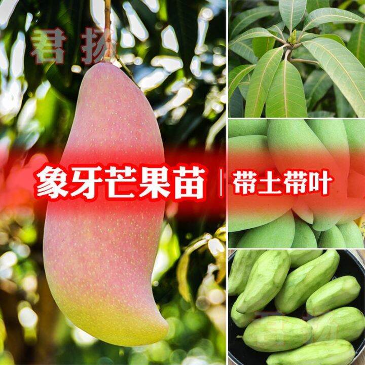 Ivory mango trees HongXiangYa mango flesh tender solid load courtyard