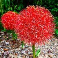 2 หัว/ชุด Blood Lily ว่านแสงอาทิตย์ ว่านกุมารทอง ดอกสีแดง Haemanthus Multiflorus.