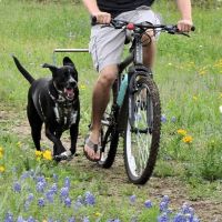 Dog Traction Rope escopic Bicycle Traction Rope with Spring for Dogs Supplies Hands Free Adjustable Band