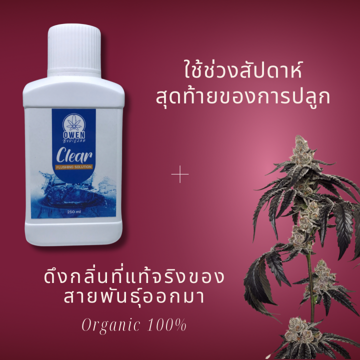 clear-น้ำยาฟรัช-ล้างสารเคมีตกค้างจากปุ๋ย-flushing-solution-ให้พลังงานในช่วงสุดท้ายก่อนเก็บเกี่ยว