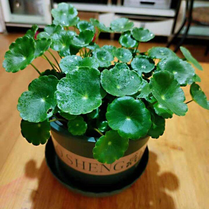 10PACK Copper Grass Pilea Seeds Flower Seeds for Planting Flowers (20