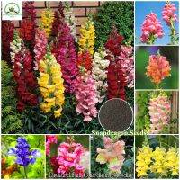 เมล็ดพันธุ์ ดอกลิ้นมังกร สแนปดราก้อน Mixed Snapdragon Seeds ต้นดอกไม้สวยๆ ต้นไม้ประดับ ดอกไม้จริง ต้นไม้ฟอกอากาศ เมล็ดดอกไม้ บอนไซ ไม้ดอก ต้นไม้มงคล เมล็ดบอนสี บอนสีราคาถูก ปลูกง่าย ปลูกได้ทั่วไทย (บรรจุ 300 เมล็ด - การผสมสี - Seeds for Planting Flowers)