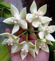 20 เมล็ดพันธุ์ Home Plant Seed โฮย่า กล้วยไม้โฮย่า สกุลนมตำเลีย (Hoya) มีดอกหอม ให้ดอกตลอดปี ชอบแสงแดดครึ่งวัน อากาศถ่ายเท อัตราการงอกของเมล็ด 80-85%