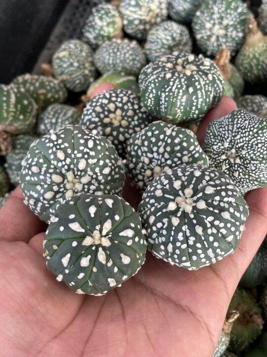 astrophytum-แอสโตร-super-kabuto-ลูกv-type-แคคตัส-แอสโตรไฟตัม-ราคาเบาๆ