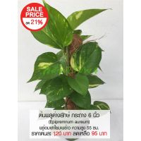 ( โปรโมชั่น++) คุ้มค่า ต้นพลูด่างยักษ์ กระถาง 6 นิ้ว (Epipremnum aureum) ไม้ฟอกอากาศ พร้อมเสาใยมะพร้าว ความสูง 55 ซม. ราคาสุดคุ้ม พรรณ ไม้ น้ำ พรรณ ไม้ ทุก ชนิด พรรณ ไม้ น้ำ สวยงาม พรรณ ไม้ มงคล