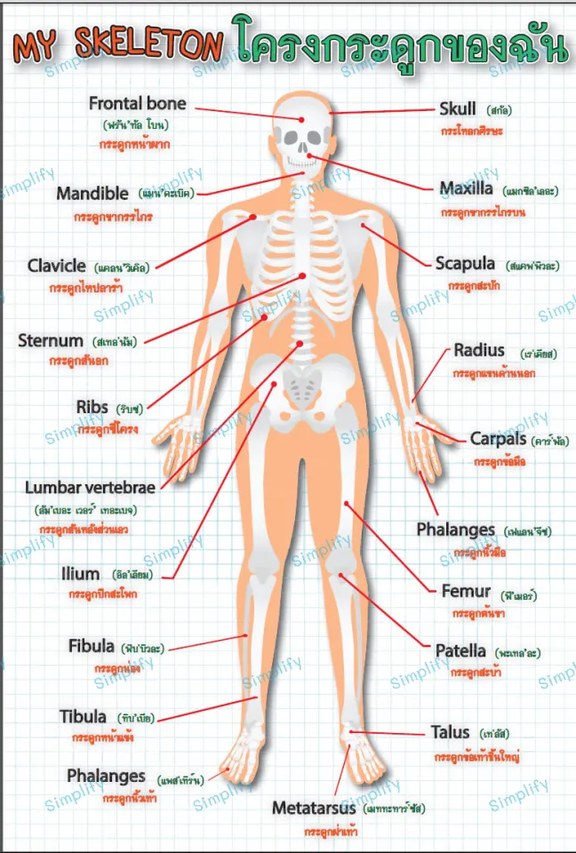โปสเตอร์ คำศัพท์ภาษาอังกฤษ เรื่องโครงกระดูกของฉัน แบบที่1 | Lazada.Co.Th