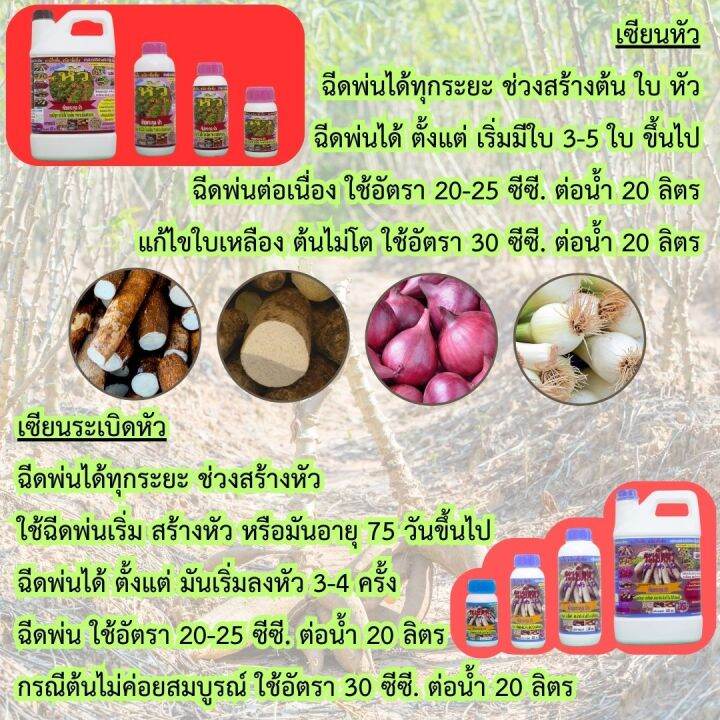 พร้อมส่ง-เซียนหัว-1ลิตร-แถมเซียนระเบิดหัว-1ลิตร-ชนิดเข้มข้ม-ฮอร์โมนมันสำปะหลัง-ปุ๋ยฉีดมันสำปะหลัง-ปุ๋ยทางใบ-ฮอร์โมนพืช-อะมิโน-สาหร่าย