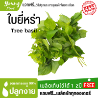 เมล็ดพันธุ์ ใบยี่หร่า 20เมล็ด อัตราการงอก95% ปลูกง่าย เมล็ดคุณภาพ เก็บไว้ได้1ปี (แถมฟรี!!!เมล็ดผัก)