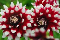 35 เมล็ด Flower Seeds เมล็ดพันธุ์ Dahlia Duet สายพันธุ์ยุโรป ดอกรักเร่ นำเข้าจากอังกฤษ ดอกใหญ่  Dahlia Flower Seeds