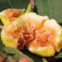 ต้นมะเดื่อฝรั่ง Figs Fruit Plant  ต้นฟิกส์ สายพันธุ์  Kunming ต้นกล้า รากแน่นๆ พร้อมให้ผลไม่เกิน 6 เดือน ส่งพร้อมกระถาง 6 นิ้ว ลำต้นสูง  40-50ซม