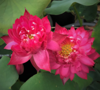 3 Seeds เมล็ดพันธุ์บัว บัวนอก บัวสายงาม บัวฉัตร บัวประดับสวน สายพันธุ์ Gorgeous Lotus สีแดง สดใส บานเย็น Waterllily Lotus Seeds