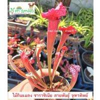 (ส่งทั้งกระถาง 3 - 8 นิ้ว) ต้นซาราซิเนีย พันธุ์ Sarracenia leucophylla จุฑาทิพย์ (ลิวโค-แดงชมพูขาว) ไม้กินแมลง ใบกระเปราะสวย ไม้ประดับ ชอบน้ำ+แดดจัด