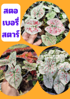 1 กระถางต้นบอนสี สตอเบอรี่สตาร์ Strawberry star ต้นแข็งแรง ส่งคละกระถาง พร้อมส่ง