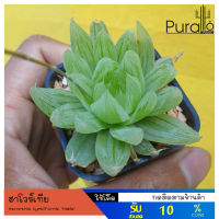 ต้นไม้อวบน้ำ กุหลาบหิน ฮาโวร์เทียด่าง Havorthia Cymbiformis Mable #Havorthia #ไม้ด่าง #succulents หยดน้ำ ราคาถูก