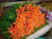 เมล็ดพันธุ์ แครอท Carrot 300 เมล็ด พร้อมคำแนะนำการเพาะเมล็ด เมล็ดเกรดเอ อัตราการงอกสูง เมล็ดพืชผักสวนครัว