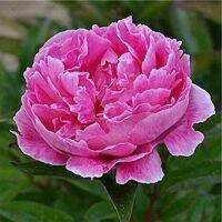 20 เมล็ด เมล็ดโบตั๋น ดอกโบตั๋น ดอกพีโอนี (Peony) สีชมพู Pink Peony ดอกไม้นี้​เป็นสัญลักษณ์ของความมั่งคั่งร่ำรวย ความซื่อสัตย์ อัตรางอก 70-80%