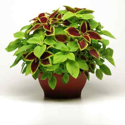 50 เมล็ด เมล็ดพันธุ์ Garden ฤาษีผสม Coleus seed เมล็ดปลูก ตกแต่งสวน อัตรางอก 80-90%