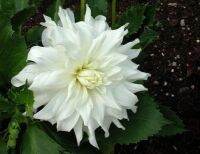 1 หัว/ออเดอร์ รักเร่ Dahlia Bulb สายพันธุ์ Verda หัวรักเร่ ดอกไม้ หัวหน่อ เหง้า นำเข้า เนเธอร์แลน หัวสดใหม่