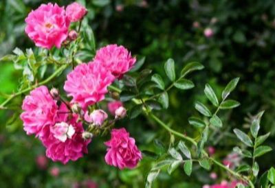 30 เมล็ด เมล็ดพันธุ์ กุหลาบ สายพันธุ์ อังกฤษ เลื้อย สีม่วง ดอกใหญ่ Climbing Rose Seeds นำเข้าจากต่างประเทศ พร้อมคู่มือ เมล็ดใหม่