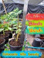 บอนเสือพราน Colocasia Hilo beauty 1 กระถาง ไม้นำเข้า ส่งพร้อมกระถาง จากไทย