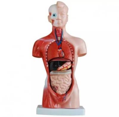 NKHC  Anatomy model: NK- 203 หุ่นจำลองมนุษย์ครึ่งแสดงอวัยวะภายใน ขนาด 26 เซนติเมตร ถอดประกอบได้ 15 ชิ้น