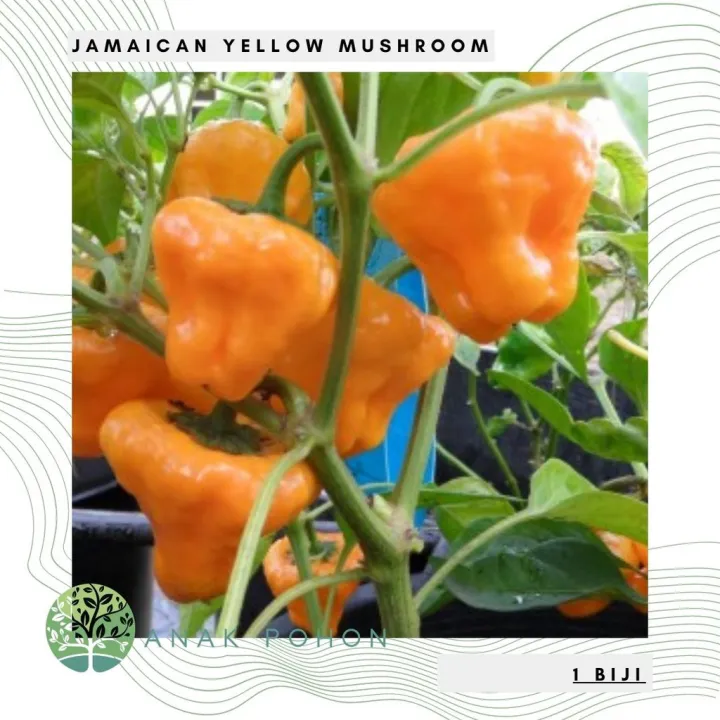 Benih Bibit Biji Cabai Jamaican Yellow Mushroom Pepper Seeds Lazada