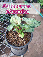 1 กระถาง ต้นเงินไหลมากรีนแสปช ต้นเงินไหลมา กรีนสแปลช syngonium green splash สินค้าพร้อมส่ง