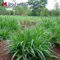 เมล็ดหญ้าอาหารสัตว์ Big Feed Grass สำหรับวัว&amp;ปลานิล (5กรัม)