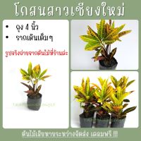 ?5ต้น 40บ.? ต้นโกสนสาวเชียงใหม่ ถุงชำ3" รากเดินเต็มถุง แพ็คอย่างดี ไม้ประดับ ใบสีสวยงาม ไม้มงคล เสริมบารมี มีรับประกันเสียหาย