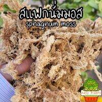 สแฟกนั่มมอส spagmoss spagnummoss moss แบ่งขาย ขนาดห่อละ 100 กรัม ปลูกไม้บอน มอนสเตอร์ร่า พืชทุกชนิด แคตตัส กล้าไม้ ต้นกล้า กัญ