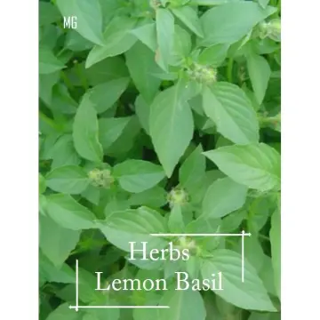 benih lemon basil Buy benih lemon basil at Best Price in