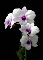 30 เมล็ดพันธุ์ เมล็ดกล้วยไม้ ฟาแลนนอปซิส (Phalaenopsis Orchids) Orchid flower Seed อัตราการงอก 80-85%