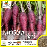 ซื้อ 1 แถม 1，50 เมล็ด (ไม่ใช่พืช)เมล็ดพันธุ์ แครอท สีม่วง  เมล็ดพันธุ์แท้100%นำเข้าจากต่างประเทศ ปลูกผัก สวนครัว โตไว