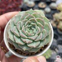 ขายดีอันดับ1 Echeveria Helena ไม้อวบน้ำ กุหลาบหิน cactus&amp;succulentหลากหลายสายพันธุ์ คุ้มสุดสุด ต้นไม้ ฟอก อากาศ กระถาง ต้นไม้ ไม้ ประดับ ต้นไม้ ปลูก ใน บ้าน