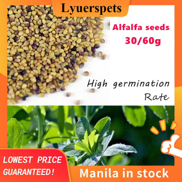 Alfalfa Sprouting Seeds for Animals rabbit pig Lazada PH