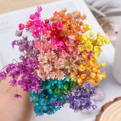 30pcs Decorative Dried Flowers Mini Daisy Small Star Flowers Bouquet Natural Plants Preserve Floral for Wedding Home Decoration