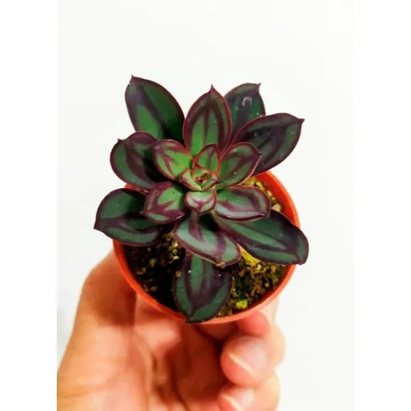 Ganohealth succulent Echeveria Nodulosa Maruba Benitsukasa 丸叶紅