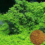 HCMHạt giống thủy sinh Cỏ tình yêu Hàng Công Ty