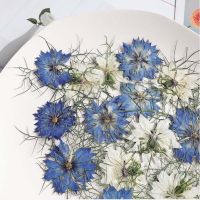 【cw】 24PCS/3 4CMDecorative Real Dried Pressed Love-in-a-mist Flowers HeadDry Resin ！