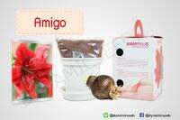 หัวว่านสี่ทิศฮอลแลนด์ เกรดส่งออก พันธุ์ Amigo พร้อมชุดปลูก (Amaryllis bulb With box set : Amigo) from Dynamic seeds