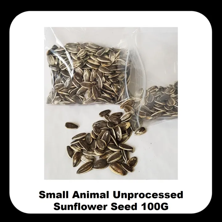 Sunflower seeds 🔥kuaci🔥 for hamsters 100g+ Lazada