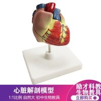 Excitation to science and education human heart heart anatomy model can remove the coronary artery cardiovascular model biology teaching AIDS medicine heart medicine teaching instrument left atrial