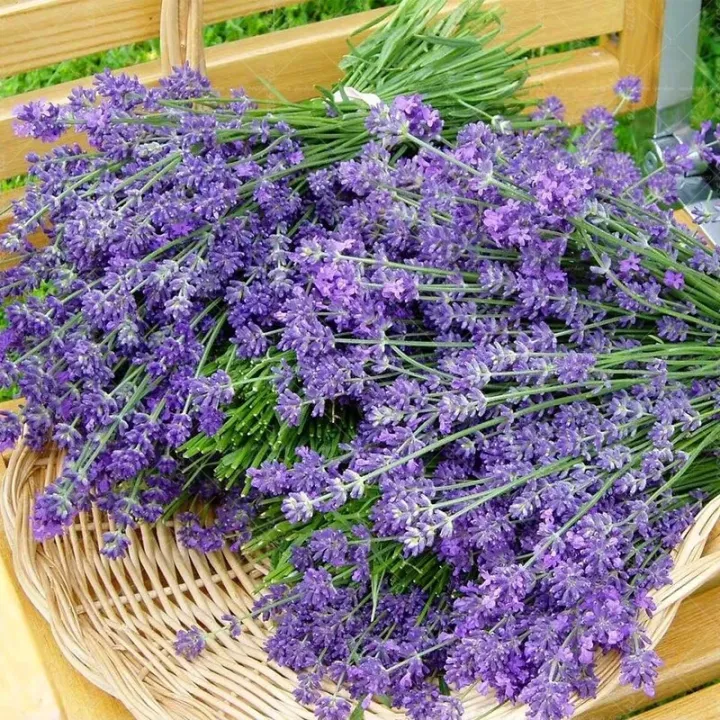 M&A PHC (50 Seeds) Lavender Lavandula Flower Plant Seeds Lazada PH