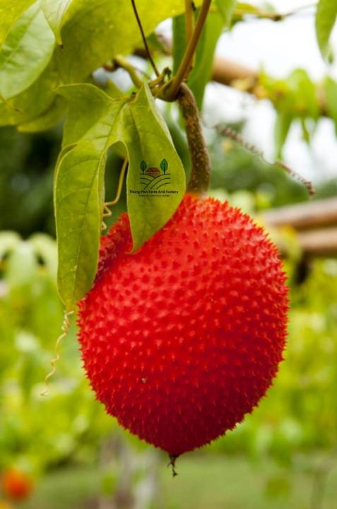 ฟักข้าว-เมล็ดพันธุ์ฟักข้าว-gac-seed-รสชาติอร่อย-กินยอดและผลอ่อนได้-บรรรจุ-5-เมล็ด